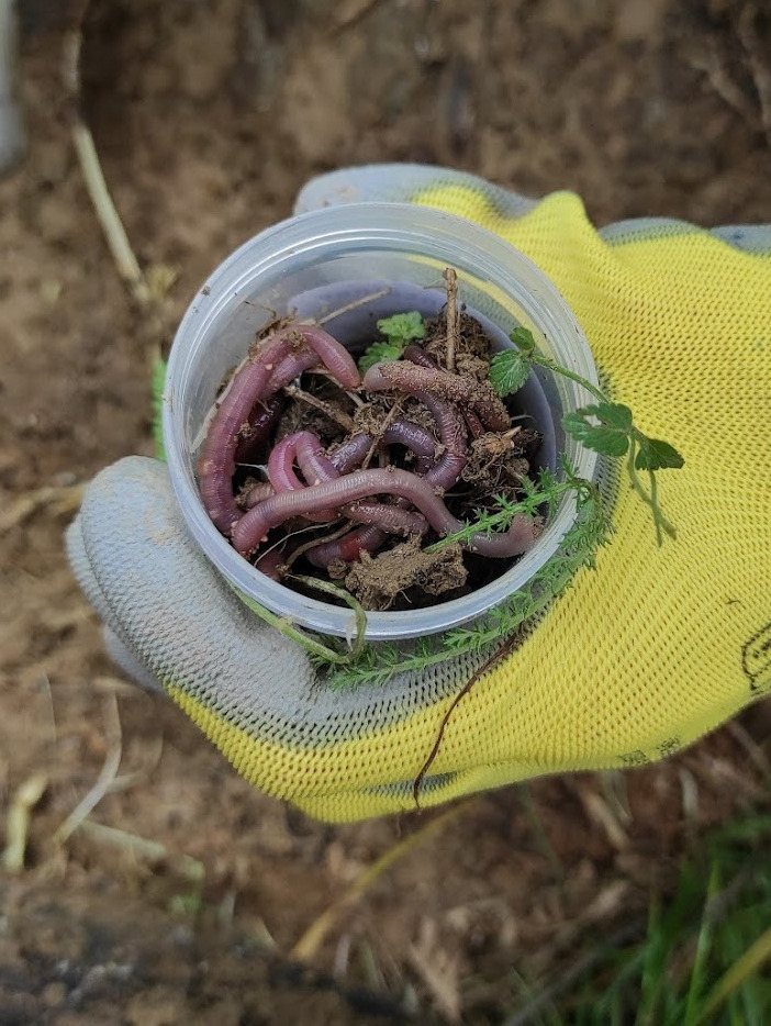 Soil biodiversity